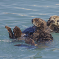Northern Sea otters