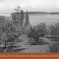 An early 1900s orchard on Orcas Island