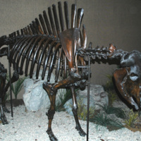 Full skeleton of Bison antiquus