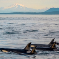 A pod of orca whales enjoy the waters of the San Juan Islands