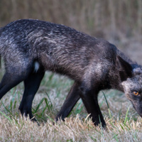 Black Fox of San Juan Island