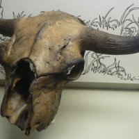 Bison antiquus skull
